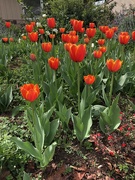 10th Mar 2024 - Tulips