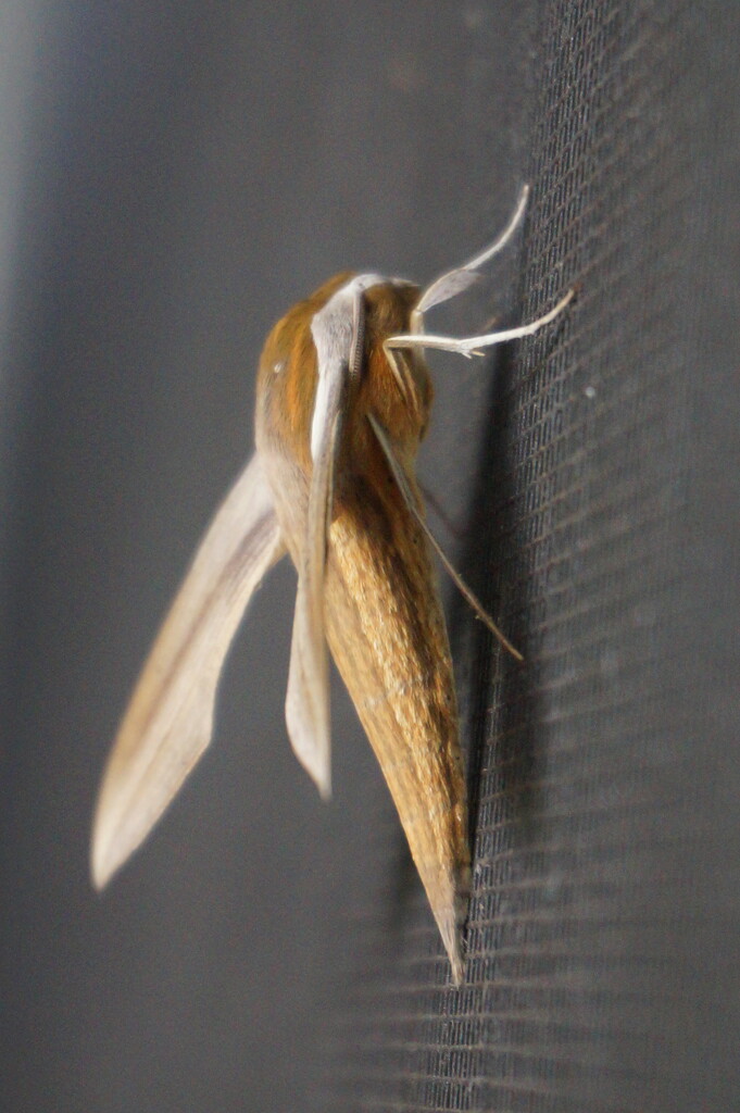 Tersa Sphinx Moth by photohoot