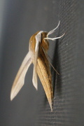 10th Mar 2024 - Tersa Sphinx Moth