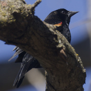 10th Mar 2024 - red-winged blackbird