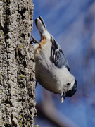 10th Mar 2024 - white-breasted nuthatch 