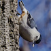 white-breasted nuthatch 