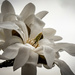 03-10 - Magnolia by talmon