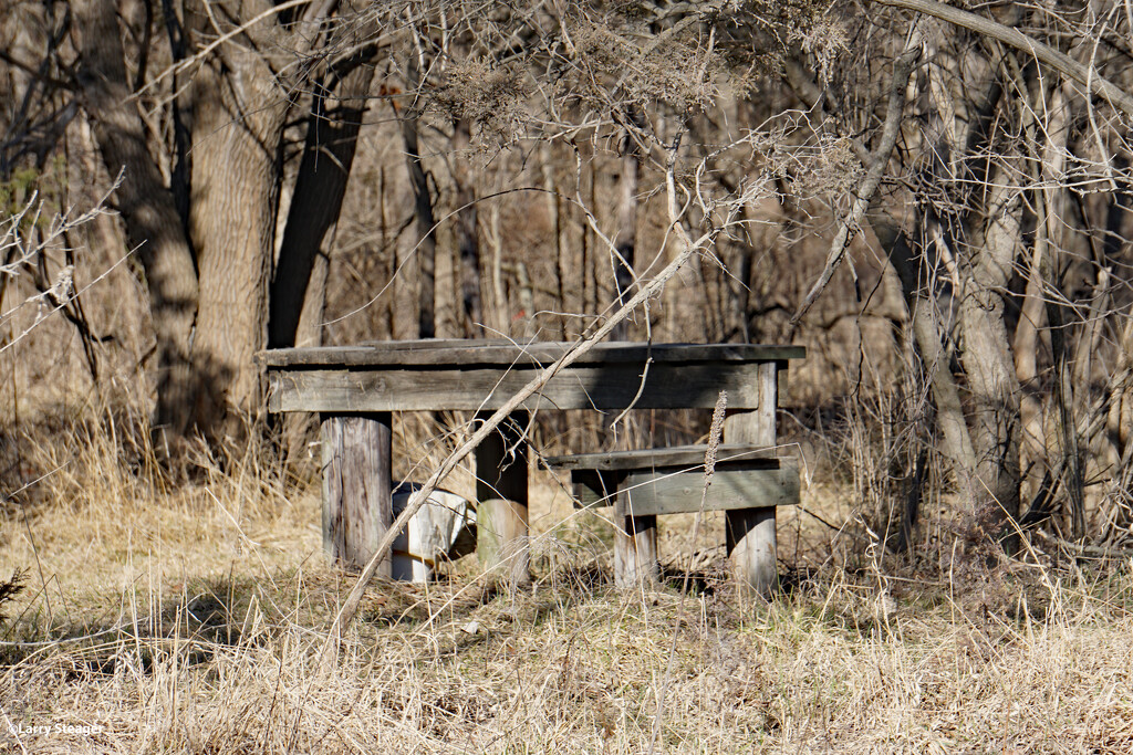 Very old artist table in the woods by larrysphotos