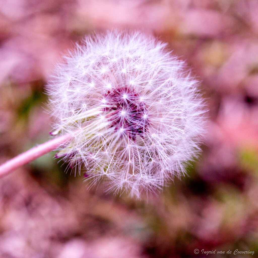 Dandelion - pink by ingrid01