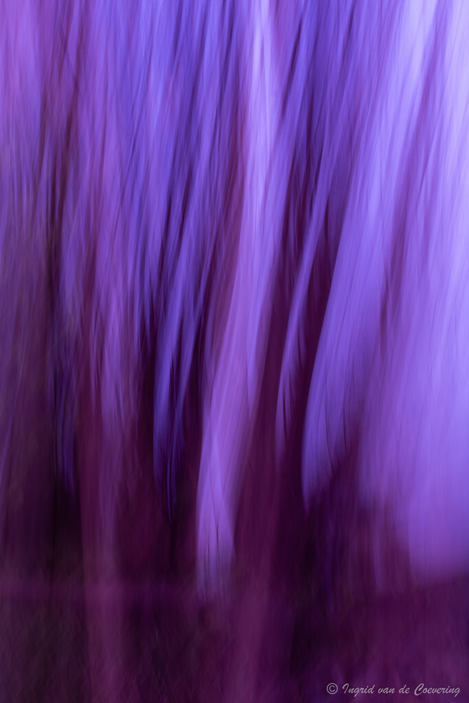 Trees?! by ingrid01