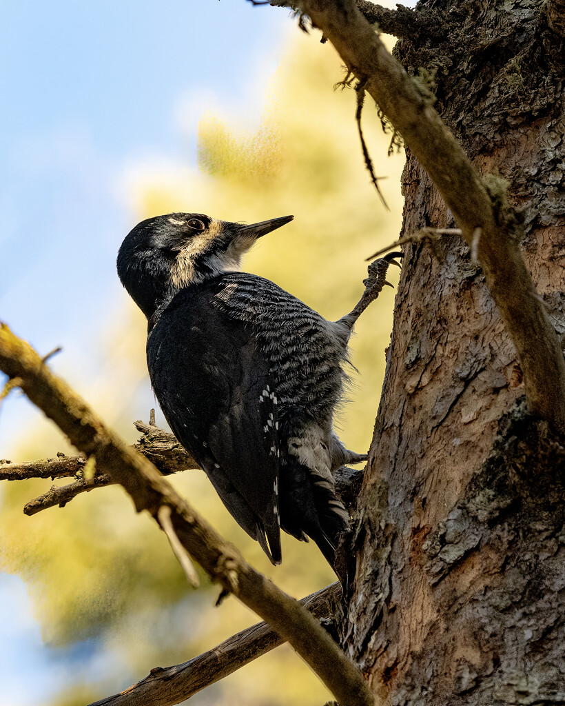 Black Backed Woodpecker by cwbill
