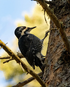 9th Mar 2024 - Black Backed Woodpecker