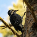 Black Backed Woodpecker by cwbill