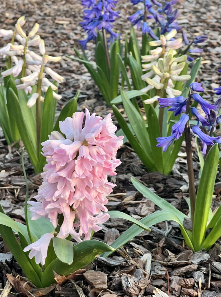 Hyacinths by calm