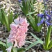Hyacinths by calm