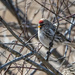 1st Year Common Redpoll by cwbill
