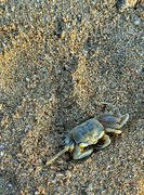 11th Mar 2024 - Crab. 