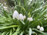 6th Mar 2024 - Lilies of the Valley