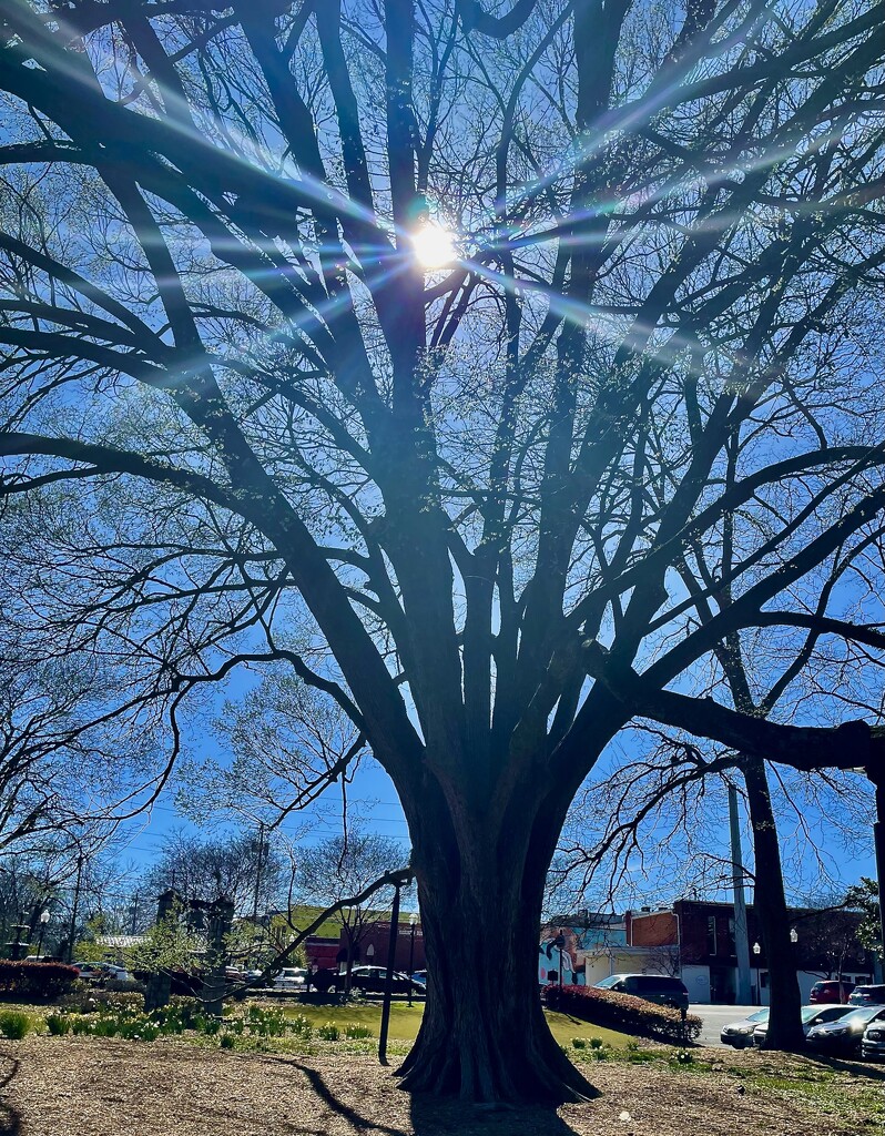 Magnificent American Elm tree by margonaut