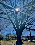 10th Mar 2024 - Magnificent American Elm tree