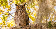 10th Mar 2024 - Great Horned Owl!