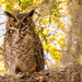 Great Horned Owl! by rickster549