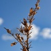 3 9 Dried Ocotillo flowers by sandlily