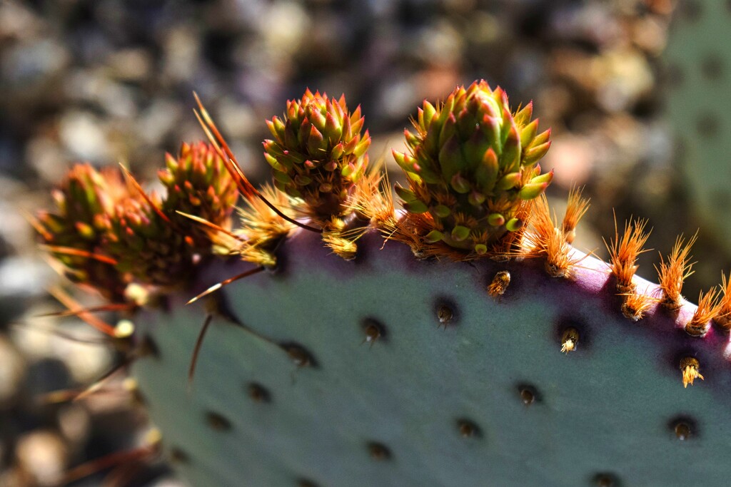 3 9 Cactus buds or paddles by sandlily