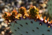 9th Mar 2024 - 3 9 Cactus buds or paddles