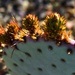 3 9 Cactus buds or paddles by sandlily