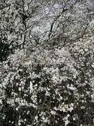 19th Feb 2024 - Spring blossom....
