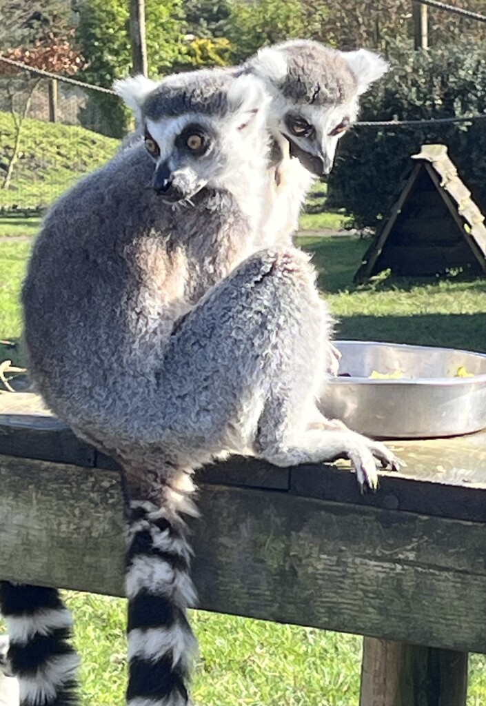 Lemurs... by anne2013