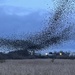 Starling murmuration..... by anne2013