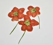 11th Mar 2024 - Fruity flowers