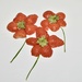 Fruity flowers by wakelys