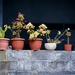 Pot Plants by cocokinetic