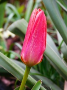 11th Mar 2024 - First Tulip