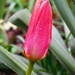 First Tulip by 365anne