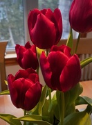 29th Feb 2024 - Tulips