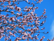 11th Mar 2024 - Blossoms  