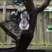 Squizzer in the tree by rosiekind