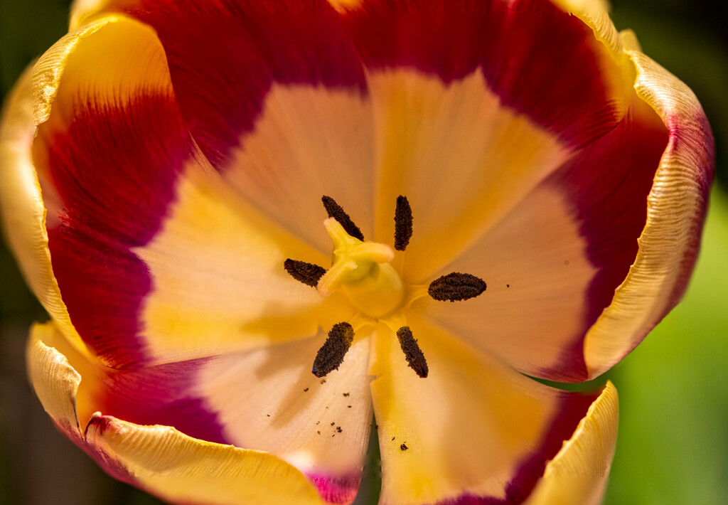 Tulip by tonus