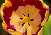 9th Mar 2024 - Tulip