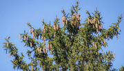 11th Mar 2024 - Pine cones