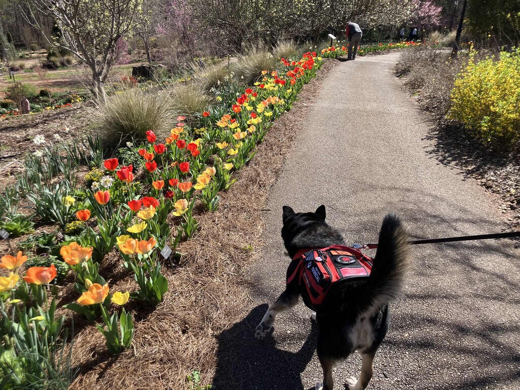 Riley at the Botanical Garden  by gratitudeyear