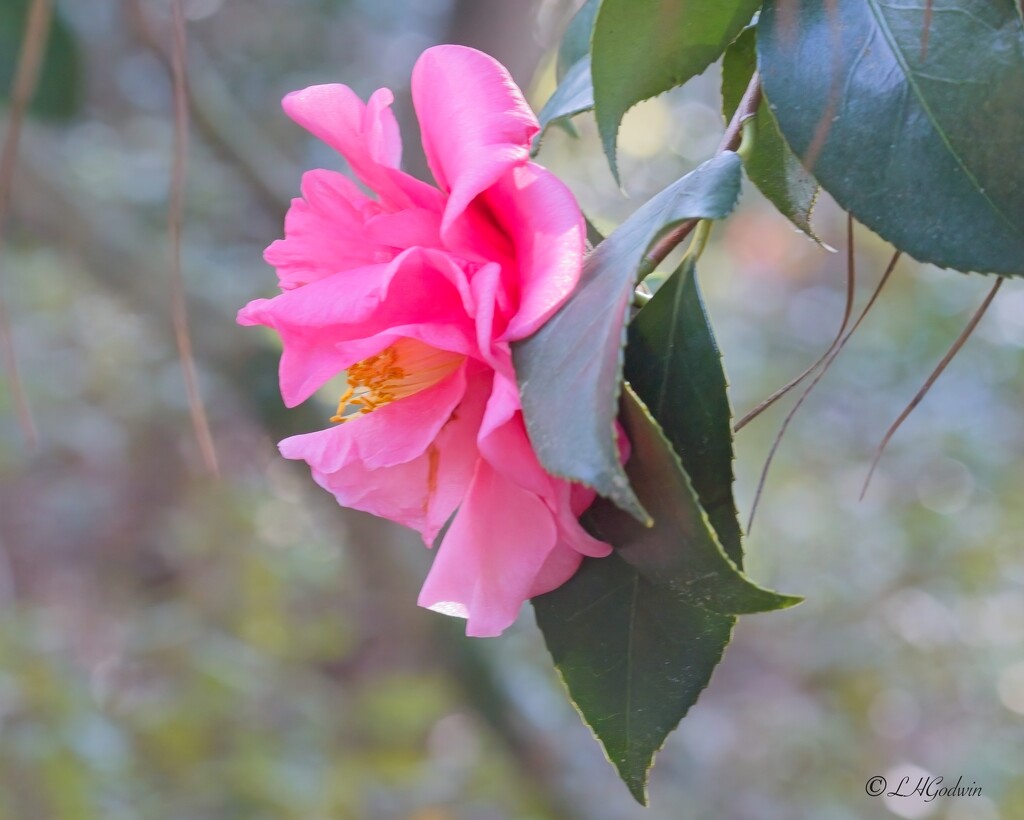 LHG_5610 Hanging Pink camellia by rontu