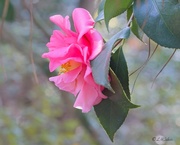 11th Mar 2024 - LHG_5610 Hanging Pink camellia
