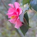 LHG_5610 Hanging Pink camellia by rontu