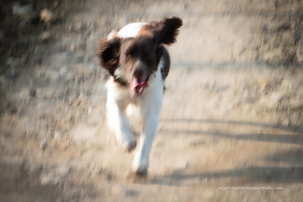 ICM or IDM (Intentional Dog Movement) by nigelrogers
