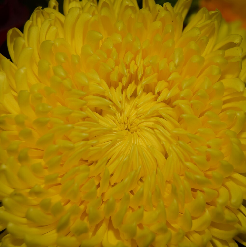 Chrysanthemum  by dragey74