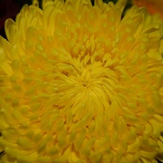10th Mar 2024 - Chrysanthemum 