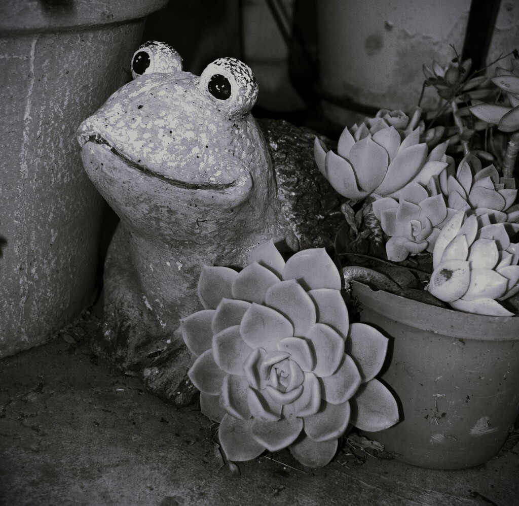 Frog in the garden by mdry