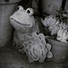 Frog in the garden by mdry