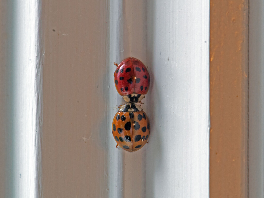 Lady Bugs by tdaug80